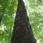 High quality white oak timber