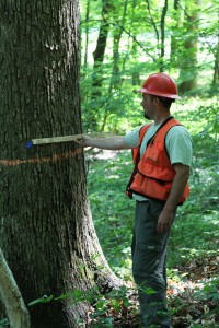 Forester marking timber