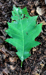 Northern red oak (Quercus rubra)