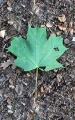 Leaf-Sugar-Maple